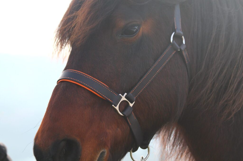 licol-taille-cheval-en-cuir-noir-et-orange-sellerie-waneta-premeaux-prissey