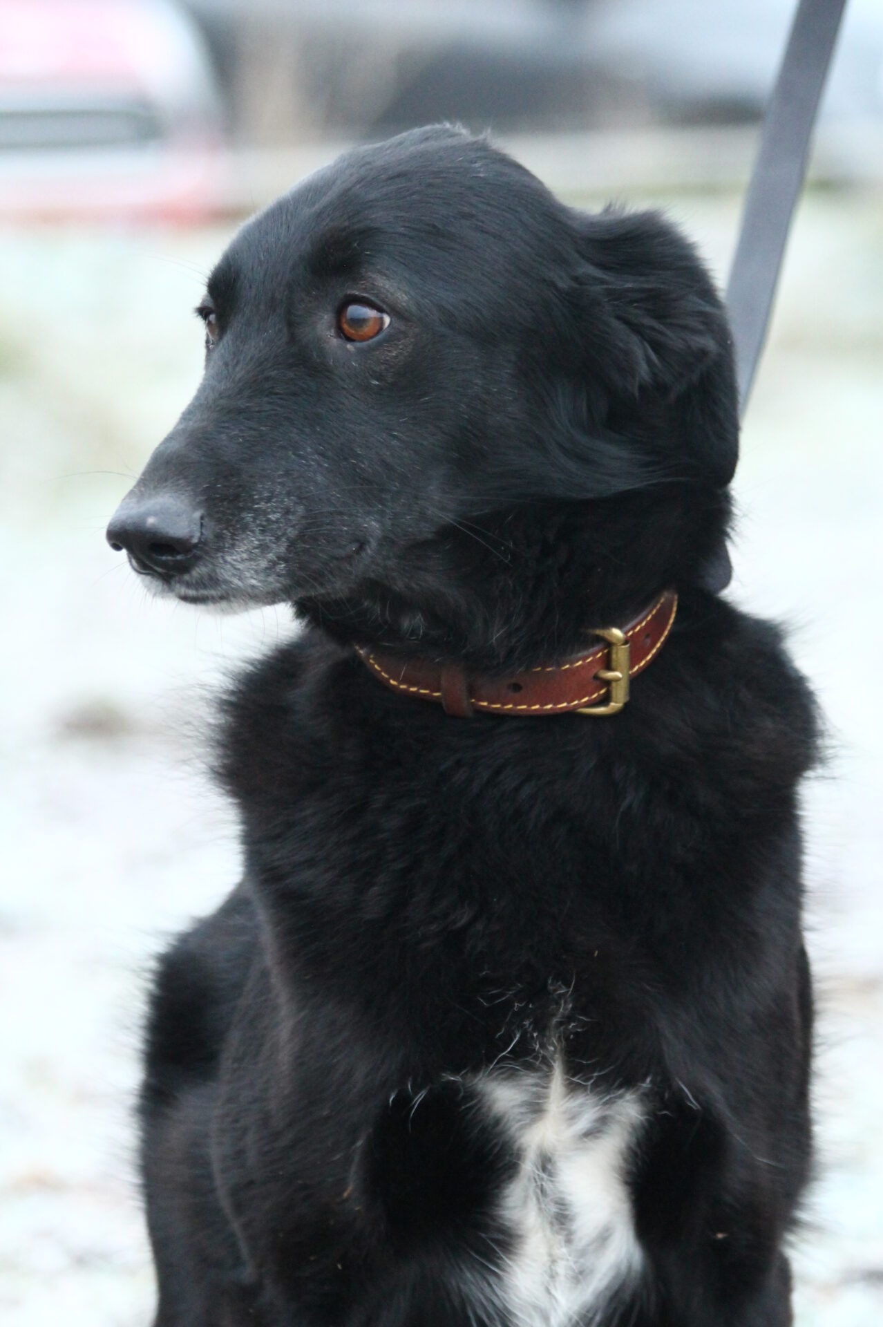 collier-en-cuir-pour-chien-sellerie-waneta-premeaux-prissey