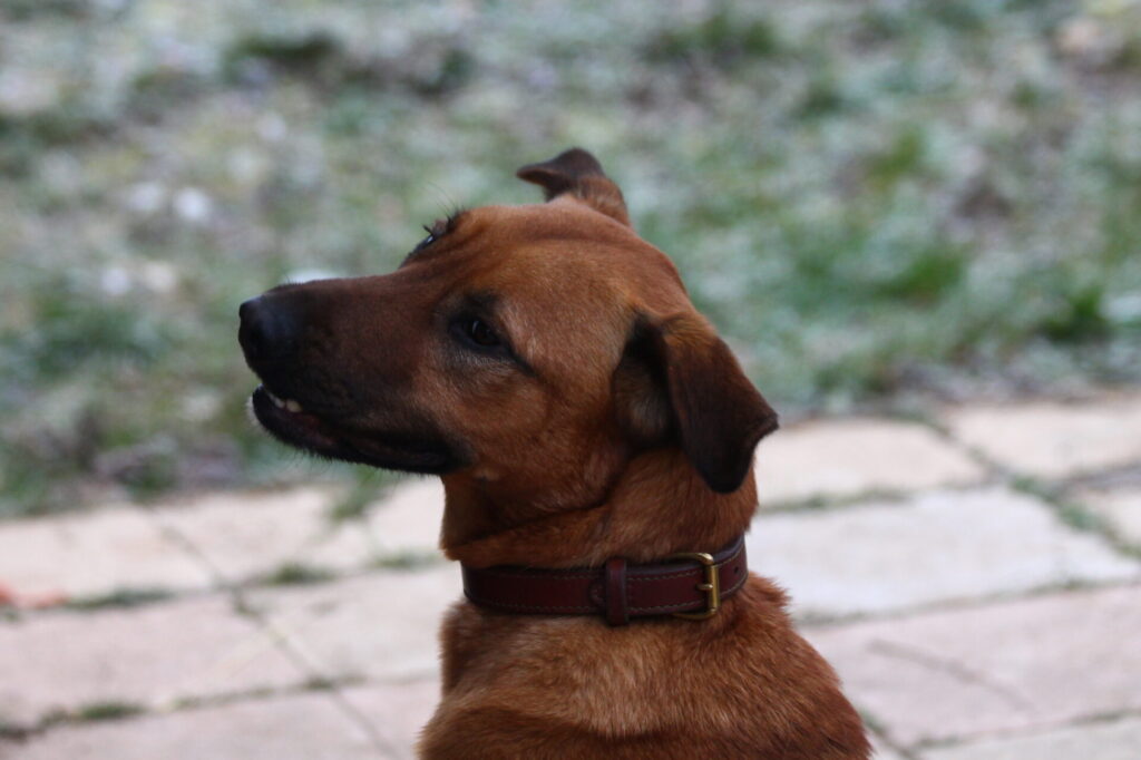 collier-pour-chien-en-cuir-sellerie-waneta-premeaux-prissey