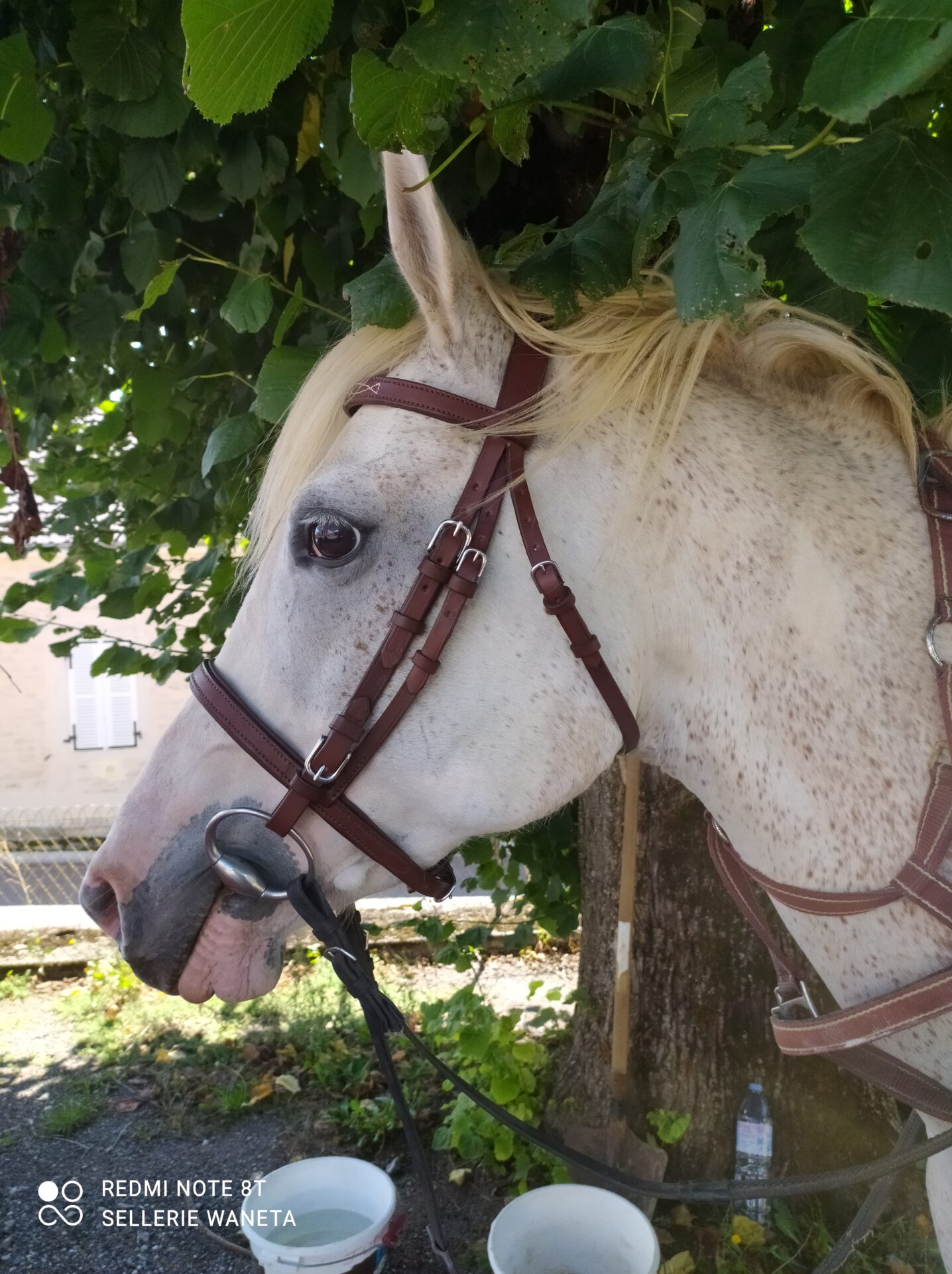 bridon-avec-muserolle-en-cuir-marron-sur-mesure