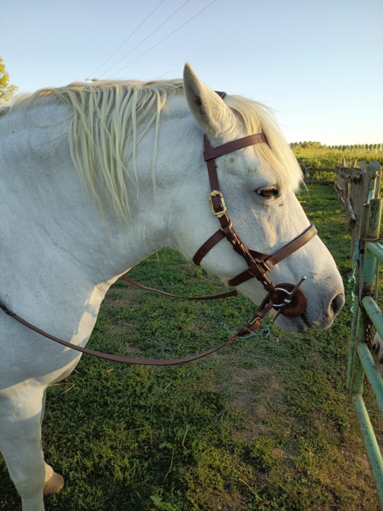 Cheval-dans-son-environnement-naturel-au-cœur-de-l-univers- Sellerie-WANETA